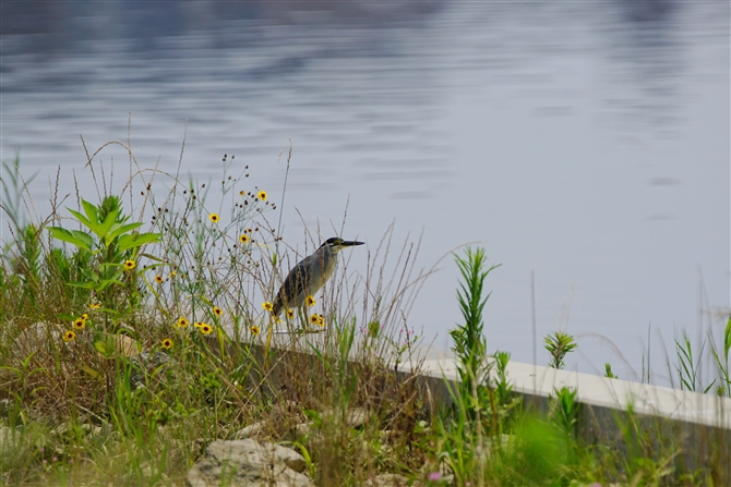 TTSC,Striated Heron